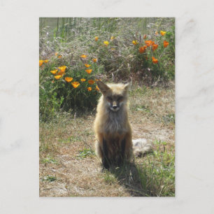 Carte Postale Renard rouge