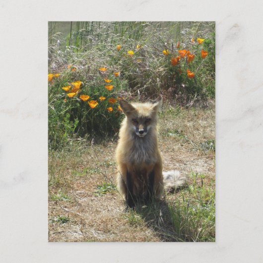 Carte Postale Renard rouge (Devant)