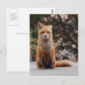 Carte Postale Renard rouge (Devant / Derrière)