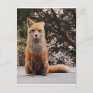 Carte Postale Renard rouge