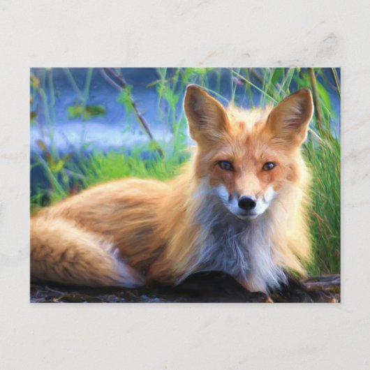Carte Postale Renard rouge (Devant)