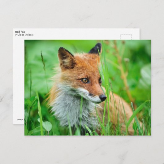 Carte Postale Renard rouge (Devant / Derrière)