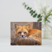 Carte Postale Renard rouge (Debout devant)