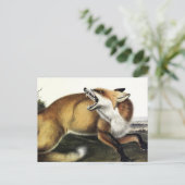 Carte Postale Renard rouge américain, Vulpes vulpes fulvus par A (Debout devant)