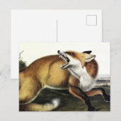 Carte Postale Renard rouge américain, Vulpes vulpes fulvus par A (Devant / Derrière)