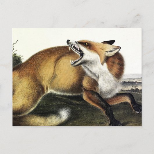 Carte Postale Renard rouge américain, Vulpes vulpes fulvus par A (Devant)