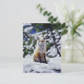 Carte Postale Renard rouge assis sur le banc de neige, Vulpes, M (Debout devant)