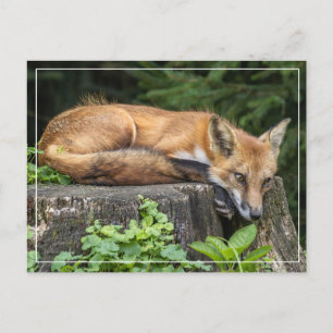 Carte Postale Renard rouge au repos