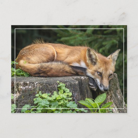 Carte Postale Renard rouge au repos (Devant)