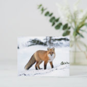 Carte Postale Renard rouge dans la neige (Debout devant)