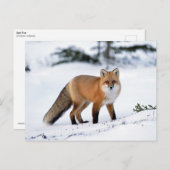Carte Postale Renard rouge dans la neige (Devant / Derrière)