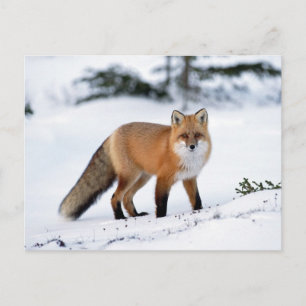 Carte Postale Renard rouge dans la neige