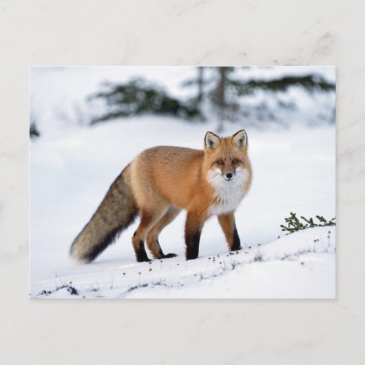 Carte Postale Renard rouge dans la neige (Devant)