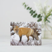 Carte Postale Renard rouge dans la neige en hiver (Debout devant)