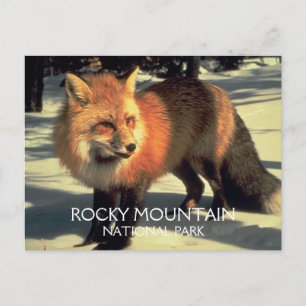 Carte Postale Renard rouge dans le parc national de Snow Rocky M