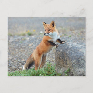 Carte Postale Renard rouge debout