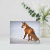 Carte Postale Renard rouge en hiver (Debout devant)