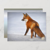 Carte Postale Renard rouge en hiver (Devant / Derrière)