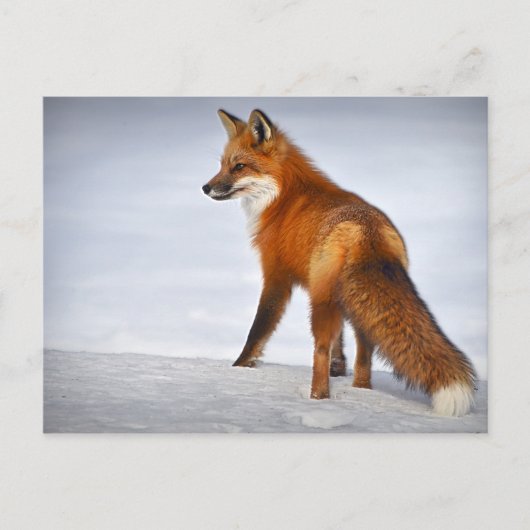 Carte Postale Renard rouge en hiver (Devant)