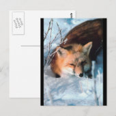 Carte Postale Renard rouge en neige (Devant / Derrière)
