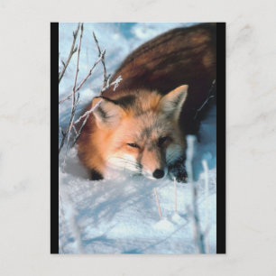 Carte Postale Renard rouge en neige