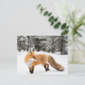 Carte Postale Renard rouge en neige blanche (Debout devant)
