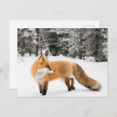 Carte Postale Renard rouge en neige blanche (Devant / Derrière)