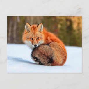 Carte Postale Renard Rouge En Neige   Yukon