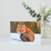 Carte Postale Renard Rouge En Neige | Yukon (Debout devant)