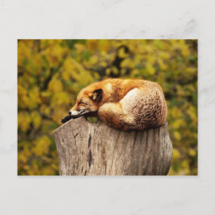 Carte Postale Renard rouge mignon reposant sur la souche d'arbre