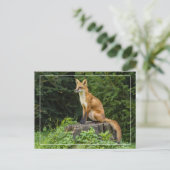 Carte Postale Renard Rouge Sur Un Piédestal (Debout devant)