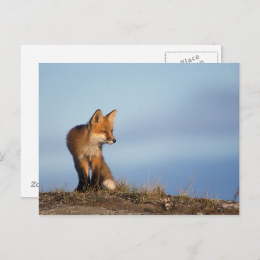 Carte Postale renard rouge, Vulpes vulpes (Devant / Derrière)