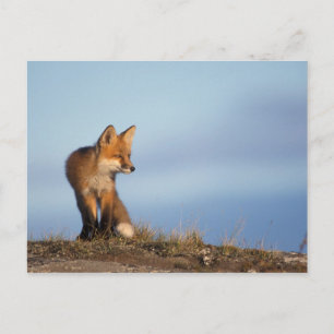 Carte Postale renard rouge, Vulpes vulpes