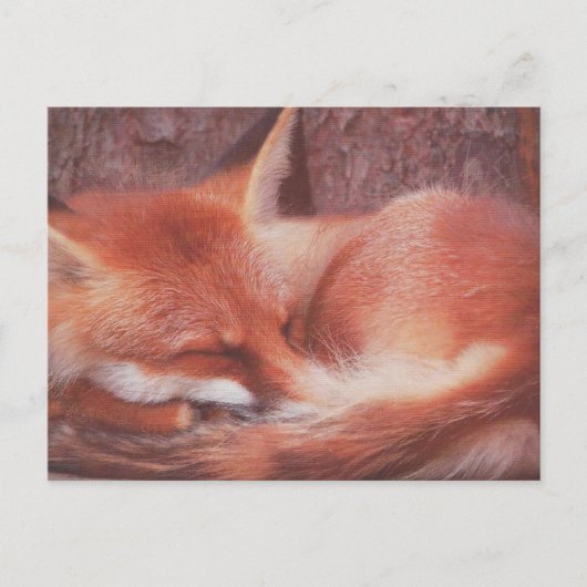 Carte postale Renard roux (Devant)