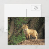 Carte Postale Renard roux bébé devant terrier (Vulpes vulpes) (Devant / Derrière)