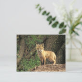 Carte Postale Renard roux bébé devant terrier (Vulpes vulpes) (Debout devant)