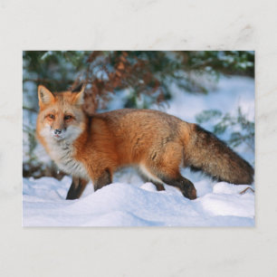 Carte Postale Renard roux   Neige en hiver, Montana
