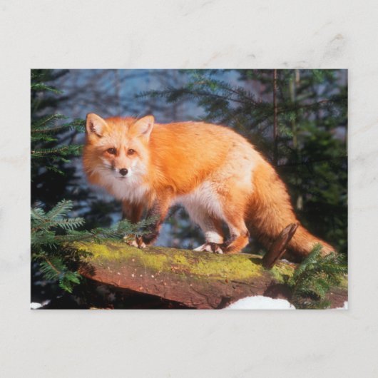 Carte Postale Renard roux sur une bûche (Devant)