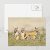 Carte Postale Renard roux (Vulpes macrotis) jeune au terrier, 3 (Devant / Derrière)