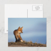 Carte Postale renard roux, Vulpes vulpes (Devant / Derrière)