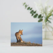 Carte Postale renard roux, Vulpes vulpes (Debout devant)
