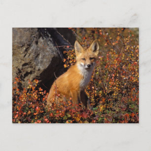 Carte Postale renard roux, Vulpes vulpes, en couleurs d'automne