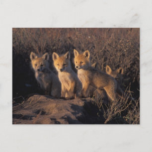 Carte Postale renard roux, Vulpes vulpes, kits