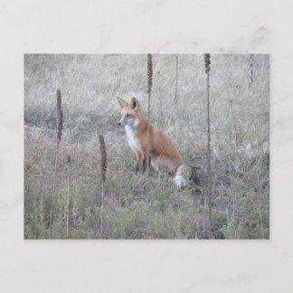 Carte Postale Renard sauvage