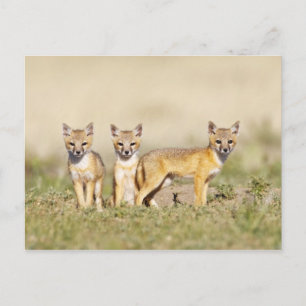 Carte Postale Renard swift (Vulpes macrotis) jeune au terrier, 3