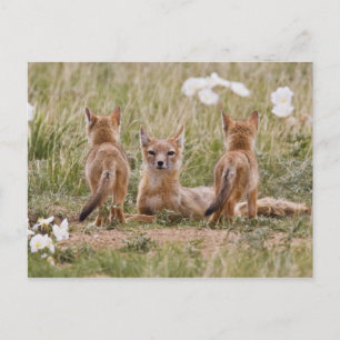 Carte Postale Renard swift (Vulpes velox) femelle avec des jeune