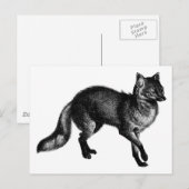 Carte Postale Renard vintage (Devant / Derrière)