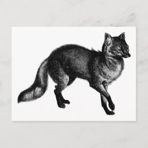 Carte Postale Renard vintage