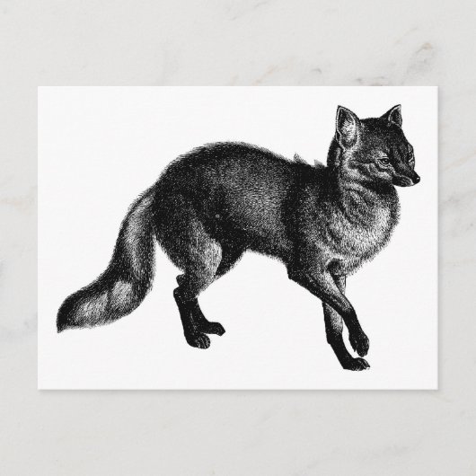 Carte Postale Renard vintage (Devant)