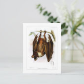 Carte Postale Renard volant (Debout devant)